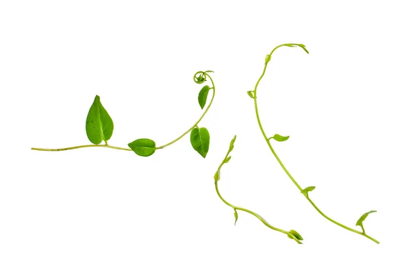 Çiçek Tasarımı. Kırpılmış orman sarmaşıkları kalp şeklinde yeşil yapraklı liana bitkisi beyaz arka planda izole, kırpma yolu dahil.