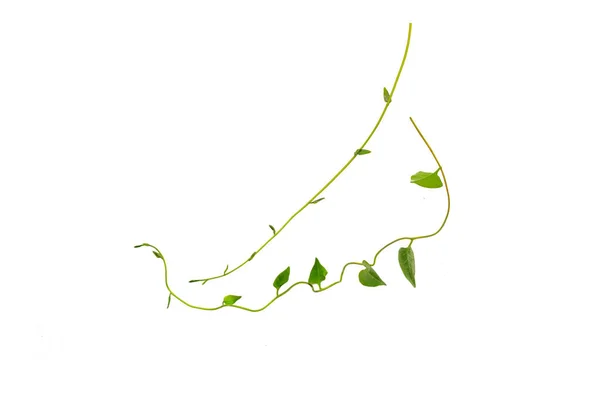 ブッシュブドウまたは3葉の野生のブドウのカヤチア Cayratia Trifolia リアナツタ植物ブッシュ 白い背景に隔離された自然フレームジャングルの境界 クリッピングパスが含まれています — ストック写真