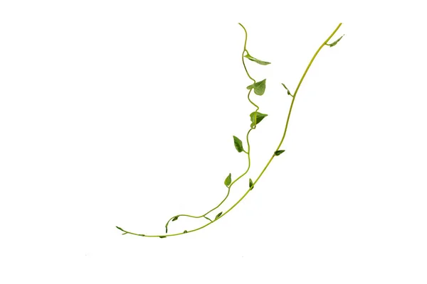 Buschtraube Oder Dreiblättrige Wilde Weinrebe Cayratia Cayratia Trifolia Lianen Efeu — Stockfoto