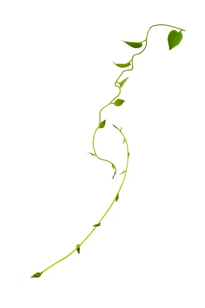 Буш Виноград Три Листья Дикой Виноградной Лозы Кайратия Cayratia Trifolia — стоковое фото