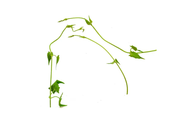 Herzförmige Grüne Blätter Verdreht Reben Lianen Dschungel Pflanze Isoliert Auf — Stockfoto