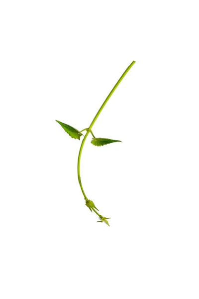 Φύλλα Πράσινου Σχήματος Καρδιά Στριμμένα Αμπέλια Λιάνα Φυτό Ζούγκλα Απομονωμένο — Φωτογραφία Αρχείου
