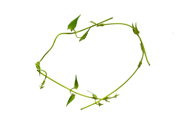 Heart Shaped Green Leaves Twisted Vines Liana Jungle Plant Isolated — Stock Photo, Image