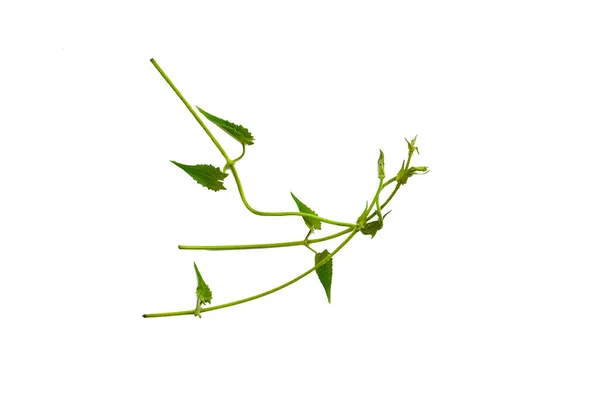 ハート型の緑の葉は クリッピングパスを持つ白い背景に隔離されたツイストブドウリアナジャングル植物 — ストック写真