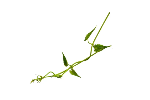ハート型の緑の葉は クリッピングパスを持つ白い背景に隔離されたツイストブドウリアナジャングル植物 — ストック写真