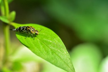 Yaprakların üzerinde yeşil bulanık arkaplan ve günbatımı ışığına sahip böcekler. HD Resim ve Büyük Çözünürlük. arka plan ve duvar kağıdı olarak kullanılabilir. Ağ pankartları birleştiriliyor.