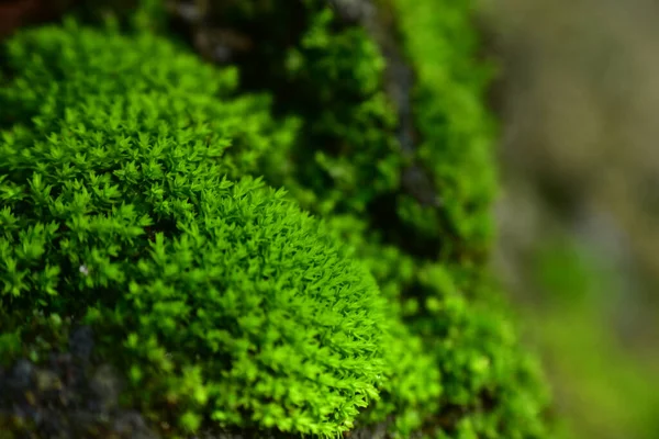 Moss Photos Download The BEST Free Moss Stock Photos  HD Images