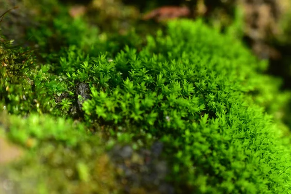 Musgo Verde Con Fondo Bokeh Luz Del Atardecer Imagen Alta —  Fotos de Stock