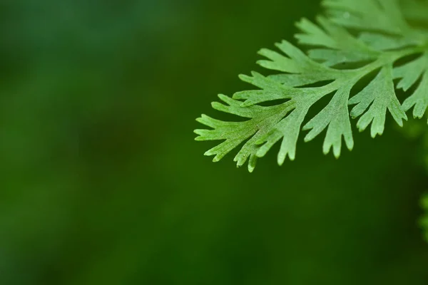 Hojas Del Bosque Tropical Con Fondo Desenfoque Verde Luz Del —  Fotos de Stock