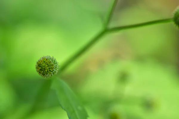 Pétalos Flores Con Fondo Borroso Verde Luz Del Atardecer Imagen —  Fotos de Stock