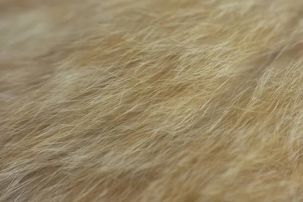 Kattenbont Textuur Beeld Grote Resolutie Kan Worden Gebruikt Als Achtergrond — Stockfoto