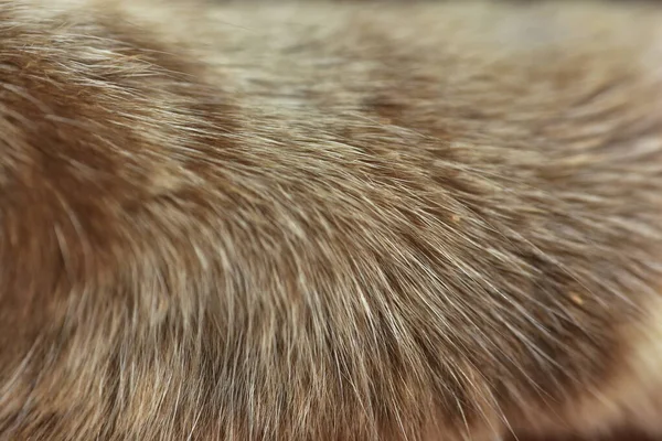 Textura Pele Gato Imagem Grande Resolução Pode Ser Usado Como — Fotografia de Stock