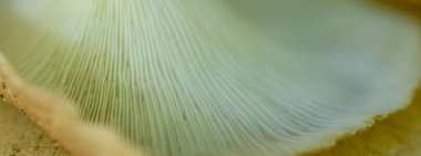 Mantar derisi dokusu. HD Resim ve Büyük Çözünürlük. arka plan ve duvar kağıdı olarak kullanılabilir. Ağ pankartları birleştiriliyor.