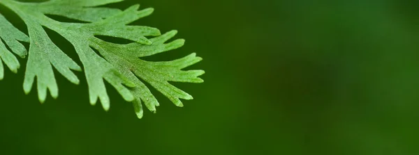 Hojas Del Bosque Tropical Con Fondo Desenfoque Verde Luz Del —  Fotos de Stock