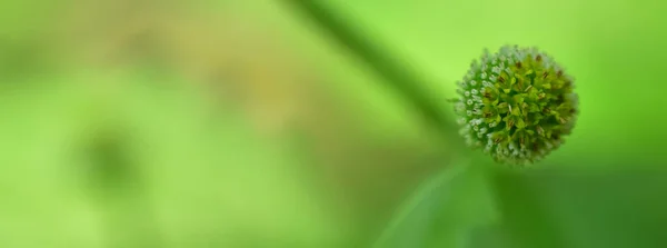 Pétalos Flores Con Fondo Borroso Verde Luz Del Atardecer Imagen — Foto de Stock