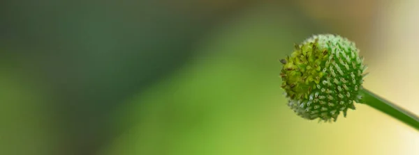 Pétalos Flores Con Fondo Borroso Verde Luz Del Atardecer Imagen —  Fotos de Stock