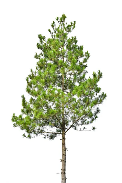 Groene Dennenboom Kerstboom Geïsoleerd Witte Achtergrond Inclusief Knippad — Stockfoto