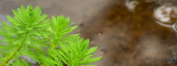 Myriophyllum Aquaticum Bitkisinin Yakın Çekimi — Stok fotoğraf