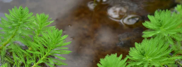 Myriophyllum Aquaticum Bitkisinin Yakın Çekimi — Stok fotoğraf