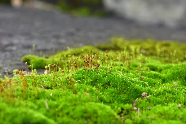 美丽的绿色苔藓在地板上 苔藓特写 墙纸用苔藓的漂亮背景 — 图库照片