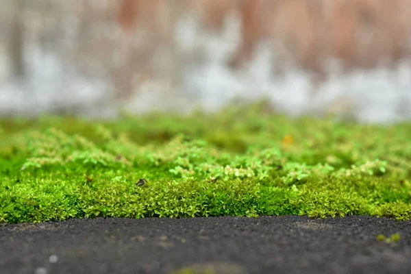 美丽的绿色苔藓在地板上 苔藓特写 墙纸用苔藓的漂亮背景 — 图库照片