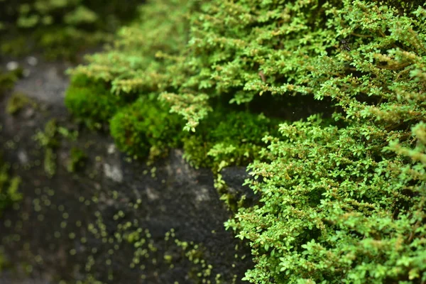 美丽的绿色苔藓在地板上 苔藓特写 墙纸用苔藓的漂亮背景 — 图库照片