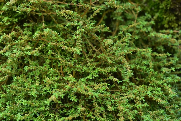 美丽的绿色苔藓在地板上 苔藓特写 墙纸用苔藓的漂亮背景 — 图库照片