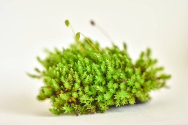 Beyaz arkaplanda yeşil yosun izole edildi