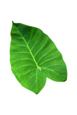 Beyaz arka planda izole edilmiş tropikal yaprak bitkisi Fil kulağı veya taro (Colocasia türleri) yeşil yaprakları içerir.,