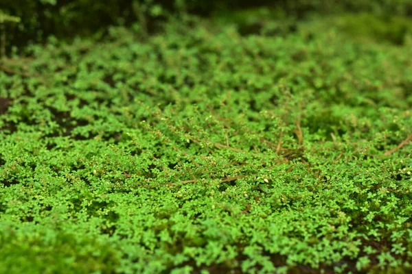 美丽的绿色苔藓在地板上 苔藓特写 墙纸用苔藓的漂亮背景 — 图库照片