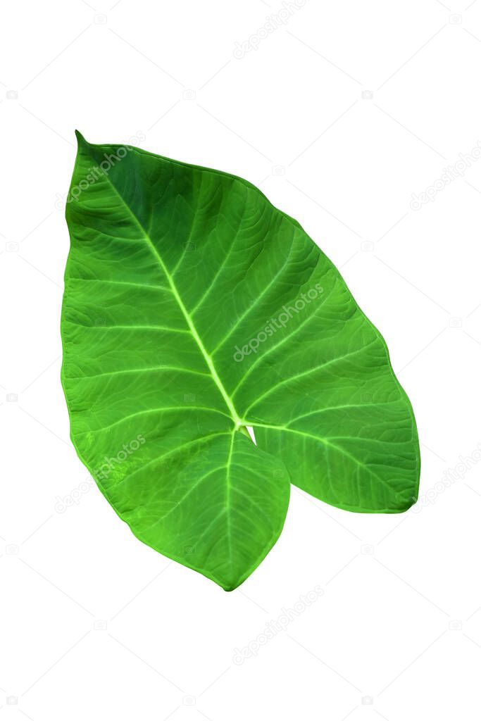 Large heart shaped green leaves of Elephant ear or taro (Colocasia species) the tropical foliage plant isolated on white background, clipping path included,