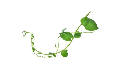 Kırpılmış asma yaprağı, kalp şeklinde yeşil yapraklar, beyaz arka planda izole edilmiş, kırpma yolu dahil. Çiçek Tasarımı. HD Resim ve Büyük Çözünürlük. Duvar kağıdı olarak kullanılabilir