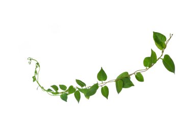 Kırpılmış asma yaprağı, kalp şeklinde yeşil yapraklar, beyaz arka planda izole edilmiş, kırpma yolu dahil. Çiçek Tasarımı. HD Resim ve Büyük Çözünürlük. Duvar kağıdı olarak kullanılabilir