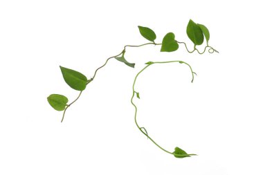 Kırpılmış asma yaprağı, kalp şeklinde yeşil yapraklar, beyaz arka planda izole edilmiş, kırpma yolu dahil. Çiçek Tasarımı. HD Resim ve Büyük Çözünürlük. Duvar kağıdı olarak kullanılabilir