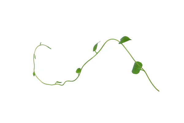 Kırpılmış Asma Yaprağı Kalp Şeklinde Yeşil Yapraklar Beyaz Arka Planda — Stok fotoğraf