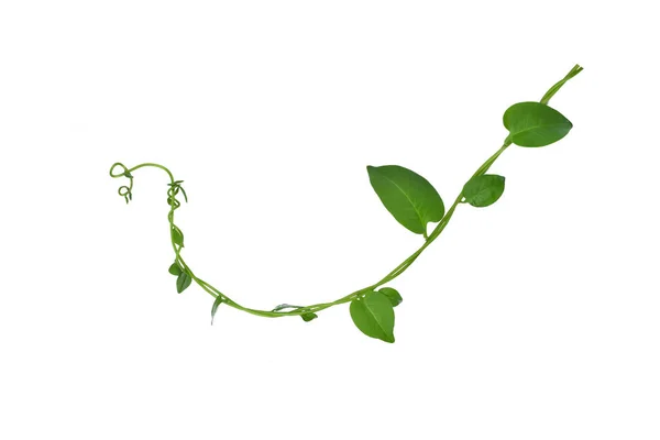 Verdrehte Reben Blatt Mit Herzförmigen Grünen Blättern Isoliert Auf Weißem — Stockfoto