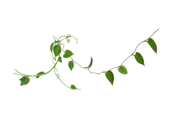 白い背景に孤立したハート型の緑の葉を持つねじれたブドウの葉 クリッピングパスが含まれています 花のデザイン Hd画像と大解像度 壁紙として使えます — ストック写真