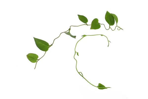 Kırpılmış asma yaprağı, kalp şeklinde yeşil yapraklar, beyaz arka planda izole edilmiş, kırpma yolu dahil. Çiçek Tasarımı. HD Resim ve Büyük Çözünürlük. Duvar kağıdı olarak kullanılabilir