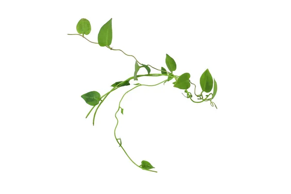 Kırpılmış Asma Yaprağı Kalp Şeklinde Yeşil Yapraklar Beyaz Arka Planda — Stok fotoğraf