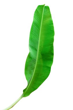 Beyaz arkaplanda muz yaprağı izole