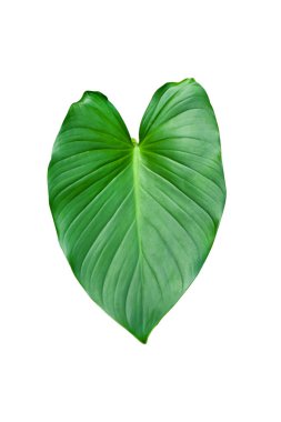 Beyaz arka planda izole edilmiş tropikal bitki olan Fil kulağı ya da taro (Colocasia türü) yeşil yaprakları, kırpma yolu, HD Image ve Büyük Çözünürlük dahil olmak üzere büyük kalp şeklinde yeşil yapraklar. Duvar kağıdı olarak kullanılabilir