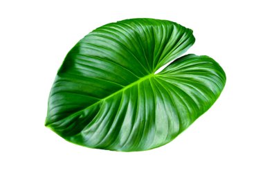 Beyaz arka planda izole edilmiş tropikal bitki olan Fil kulağı ya da taro (Colocasia türü) yeşil yaprakları, kırpma yolu, HD Image ve Büyük Çözünürlük dahil olmak üzere büyük kalp şeklinde yeşil yapraklar. Duvar kağıdı olarak kullanılabilir