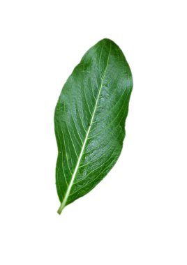 Eğreltiotu yaprağı beyaz arkaplanda izole