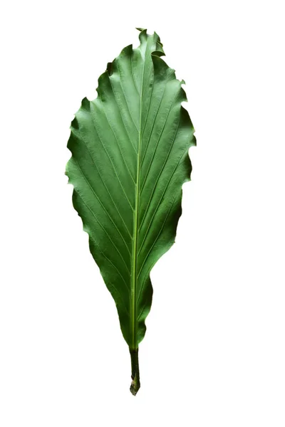 Тропические Листья Выделенные Белом Фоне Вырезанием Пути Зеленые Листья Monstera — стоковое фото