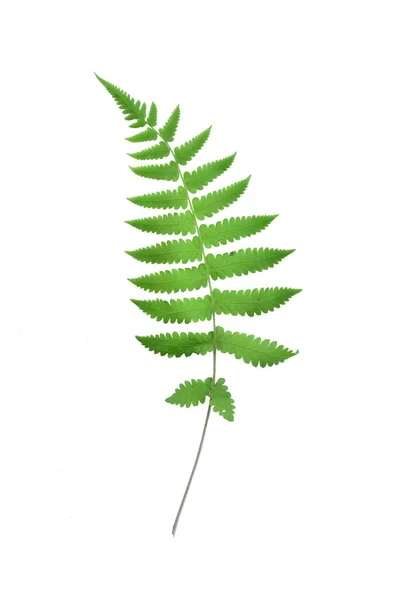 Fern Leaf Isolated White Background — Stock Photo, Image