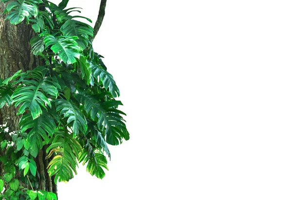 Tropikal Yaprak Bitkileriyle Dolu Orman Ağaç Gövdeleri Doğada Bir Çerçeve — Stok fotoğraf