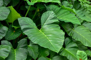 Koyu yeşil taro yaprağı (Colocasia türleri) beyaz arka planda izole edilmiş tropikal yaprak bitkisi, kırpma yolu dahil, HD Image ve Büyük Çözünürlük. Duvar kağıdı olarak kullanılabilir