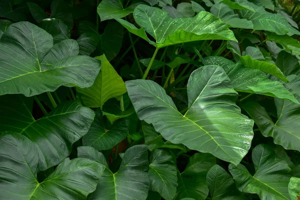 Σκούρο Πράσινο Φύλλο Τάρο Colocasia Species Τροπικό Φυτό Φυλλώματος Που — Φωτογραφία Αρχείου