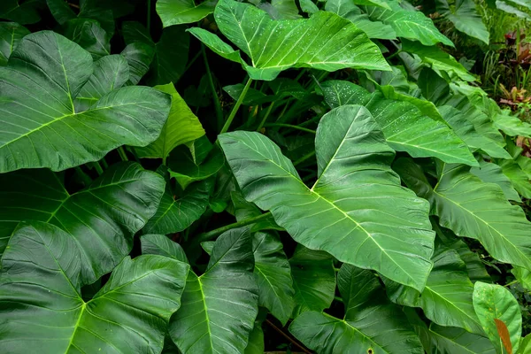 Σκούρο Πράσινο Φύλλο Τάρο Colocasia Species Τροπικό Φυτό Φυλλώματος Που — Φωτογραφία Αρχείου