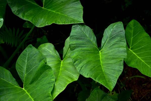 Dark Green Taro Leaf Colocasia Species Tropical Foliage Plant Isolated — Stock Photo, Image